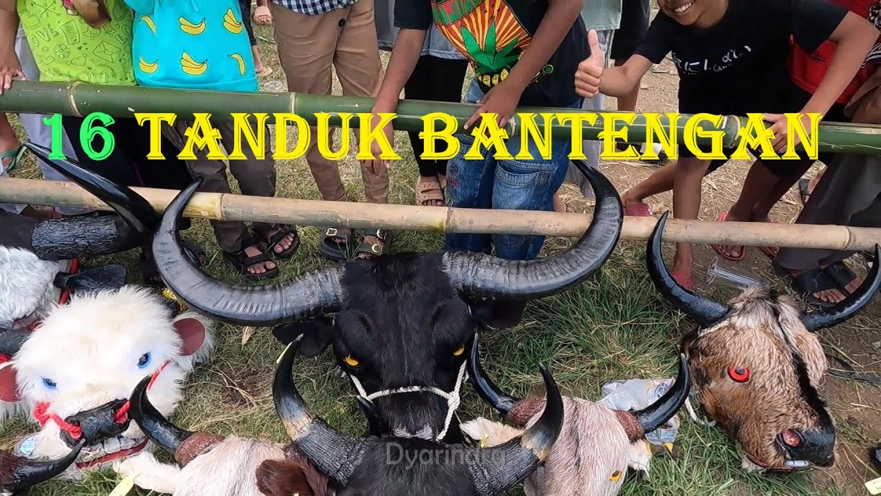 16 Daftar Tanduk Unik Bantengan