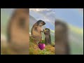 Смешные животные / дикие животные / funny animals &amp; wild animals