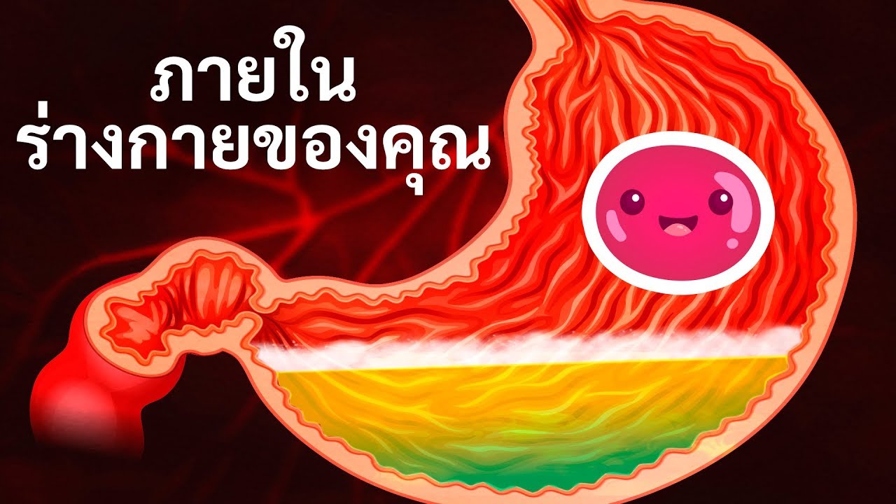 หน้าที่ระบบย่อยอาหาร  New  การเดินทางภายในร่างกายของคุณ