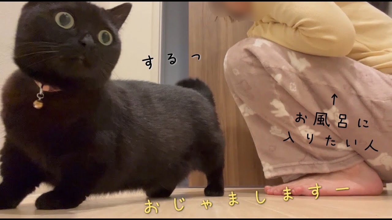 飼い主がお風呂に入ろうとすると、戸の隙間から何度も入ってくる黒猫