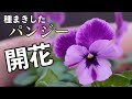 8月に種まきしたパンジーが３輪開花 わらく系サンセットを紹介します