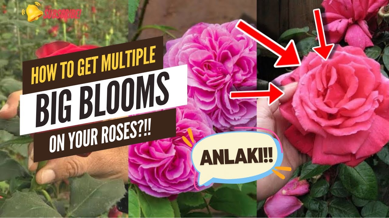 TIPS SA PAGPAPA BULAKLAK AT PAG AALAGA NG ROSAS!