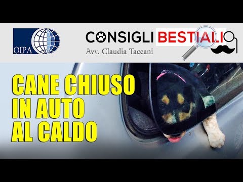CONSIGLI BESTIALI: CANE CHIUSO IN AUTO AL CALDO