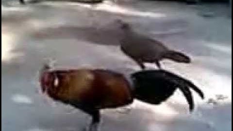 GÀ RỪNG RẶT THẢ RONG