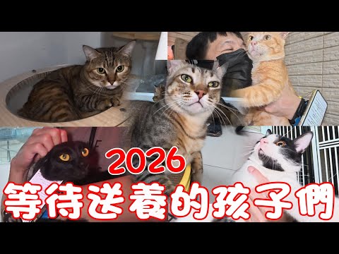 Short stories about cats - kittens waiting to be adopted in 2026~