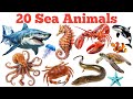 20 समुद्री जीवों के नाम सीखें | Learn 20 Sea Animals Names with Pictures and Sounds for Kids