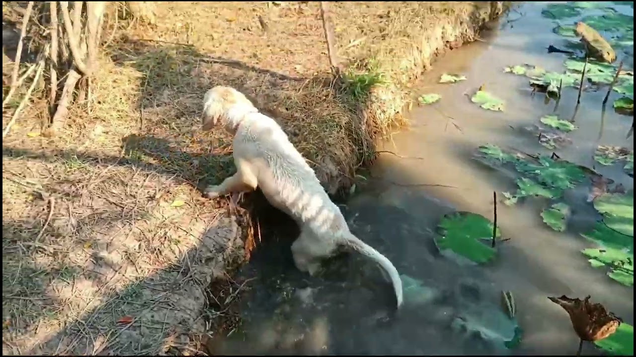 ภาคเหนือของไทยเริ่มร้อนแล้ว เด็กๆสุนัขพากันลงเล่นน้ำ