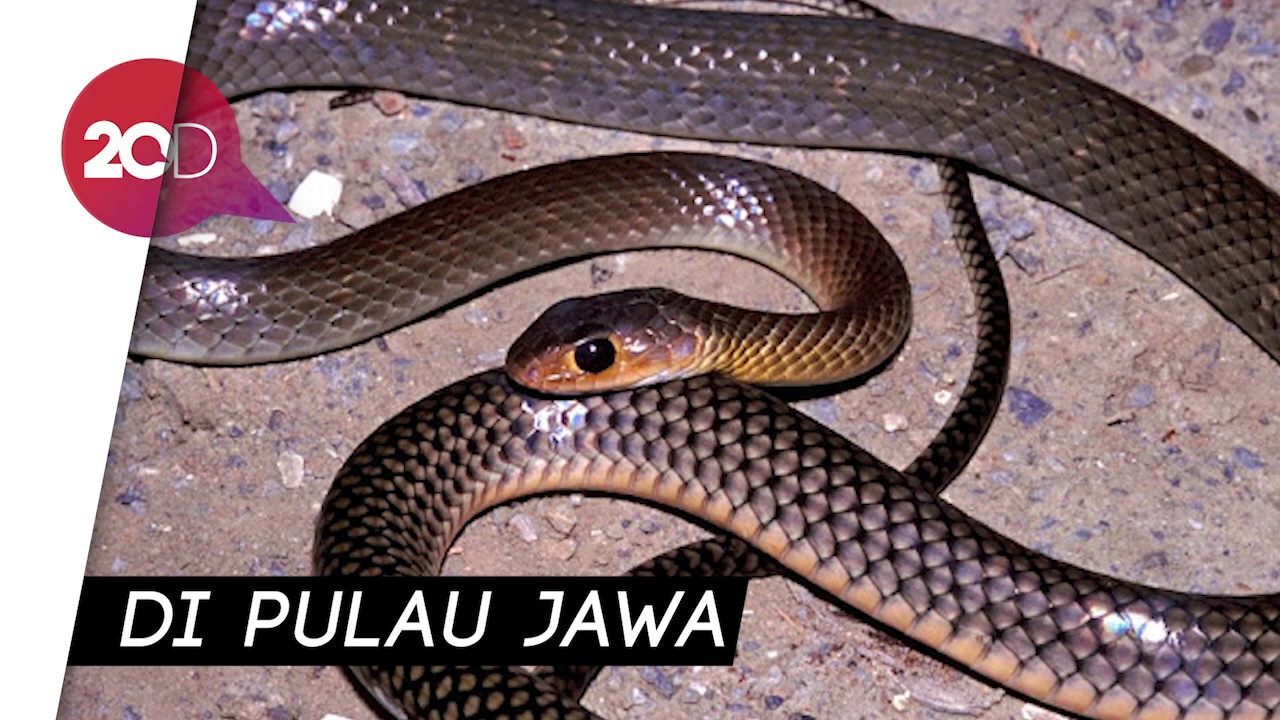 Malaysia jenis ular di Dipatuk Ular: