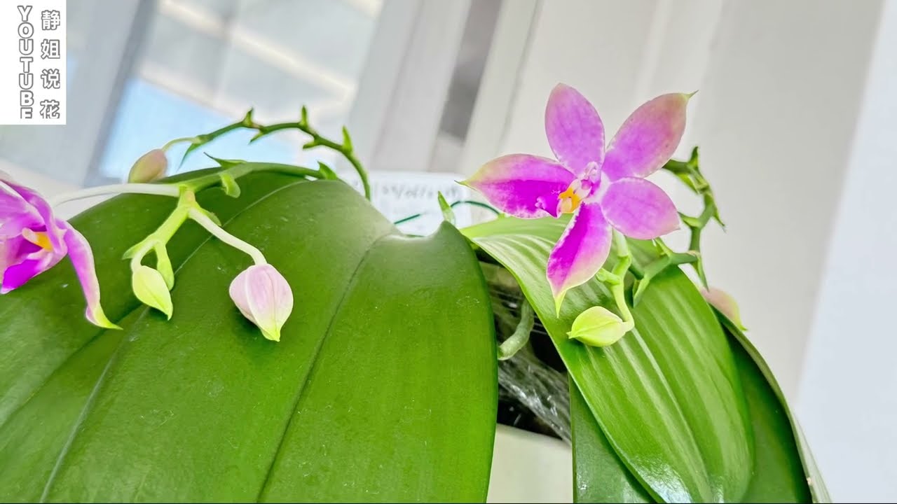 难怪蝴蝶兰栽种不活，容易出问题，是没注意这几点，以分株为例【静姐说花】