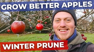 How to Prune Apple Trees in Winter | Full in Depth Tutorial