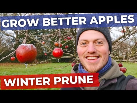 Video: Apple Tree Winter Care – Tips voor het beschermen en snoeien van appels in de winter