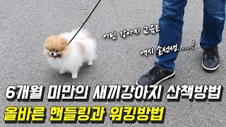 6개월 미만의 어린 강아지 산책방법, 올바른 핸들링과 워킹방법 공개(Feat. 포메라니안 별이)