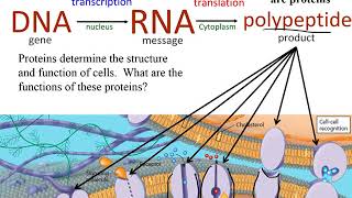 BI 101 Chapter 13 Gene expression and regulation