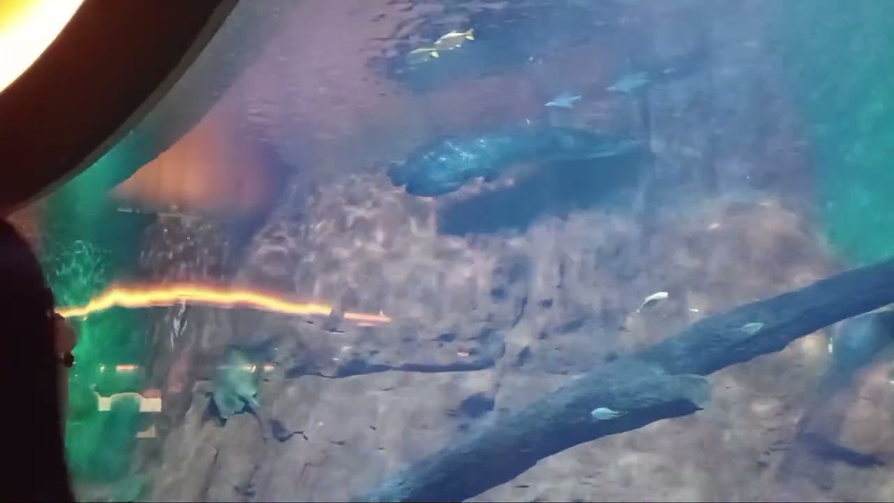 Dia no aquario! Espero a gostei! (Aquario patanal!) 