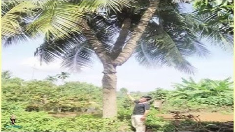 Thực hư cây dừa 3 ngọn giá 22 tỷ đồng xôn xao ở Bình Phước - Chuyện Lạ Việt Nam Có Thật