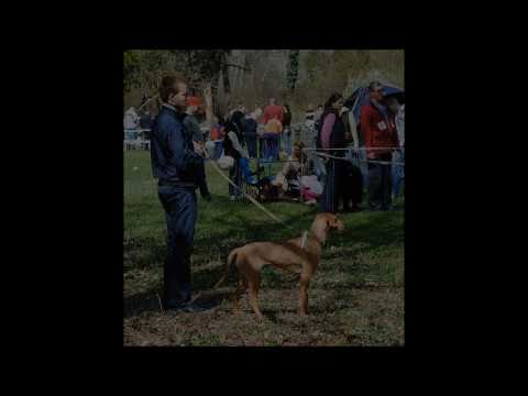 Videó: A Westminster Kennel Klub kutyakiállítása