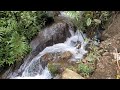 Secret Mosswood Riverbend Filled with Singing Songbirds | Natural Soundscape for Sleep