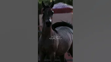 أح ب وا الخيل واصط بروا عليها شعر تصميمي Foryou Fyp 
