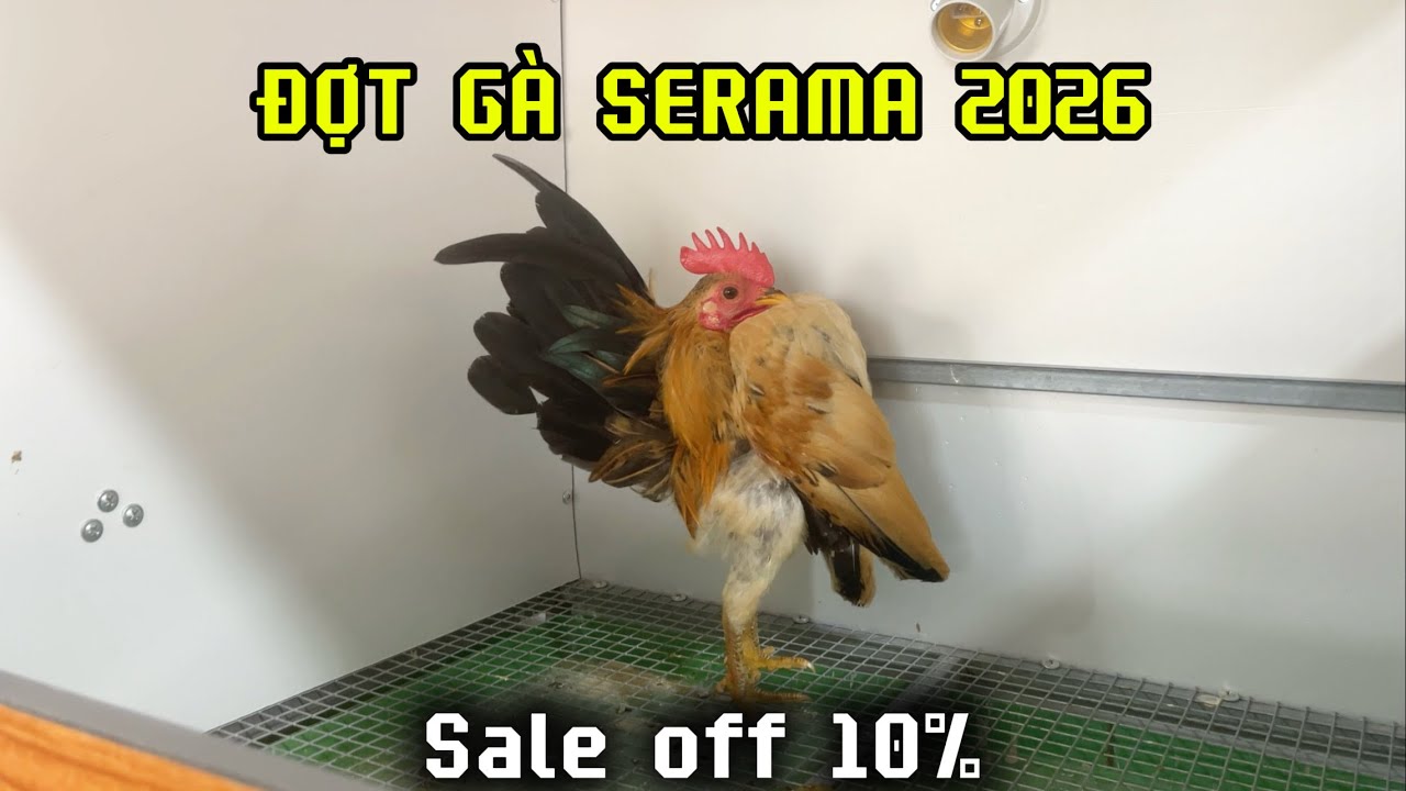 Nâng Cấp Trại Và Lên Lứa Gà Serama Mới - Đẹp - Chuẩn Giống 2026