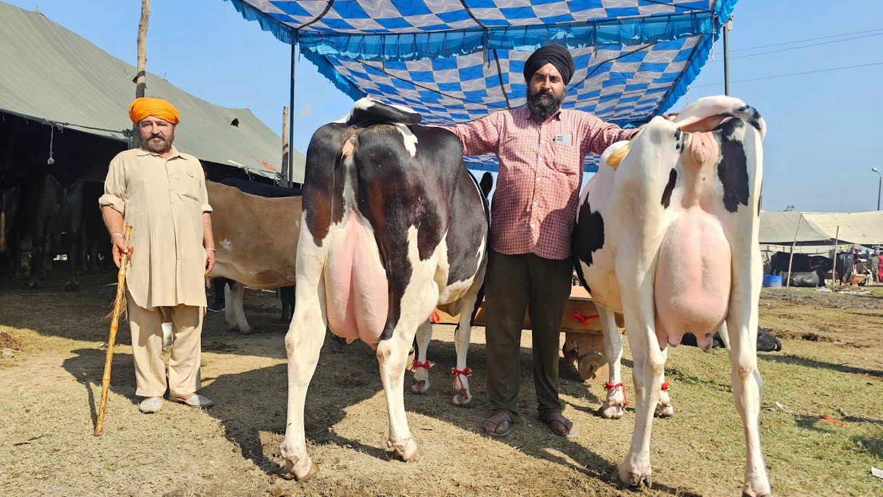 ਅੰਮ੍ਰਿਤਸਰ ਵੱਲਾ ਮੰਡੀ ਦੀਵਾਲੀ,, Amritsar vallah mandi Diwali 2023/vadiya farm/12-11-23