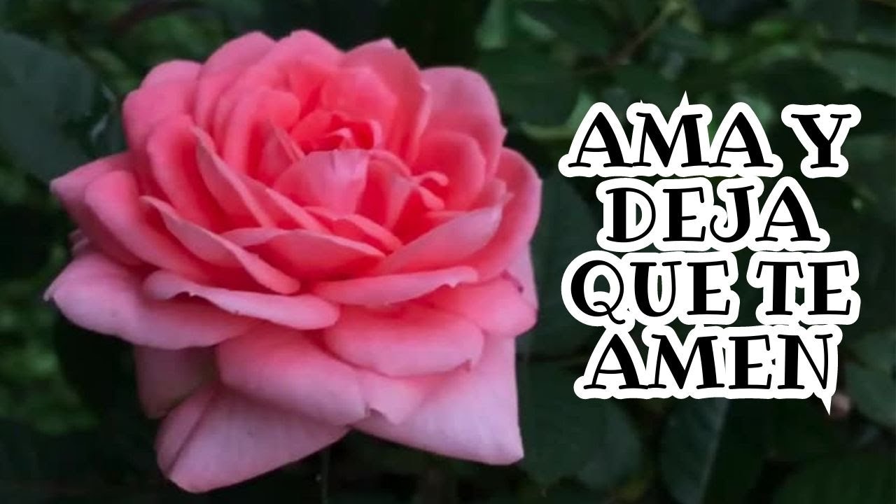 Ama y Deja Que Te Amen ¦ Amor, Gratitud, Frases, Reflexiones, Versos