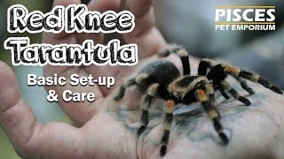 Red Knee Tarantula Care