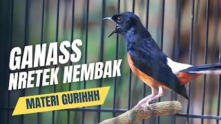 MURAI BATU GACOR FULL ISIAN TEMBAKAN MEWAH KRETEKAN GANAS AMPUH MEMANCING EMOSI MURAI BATU