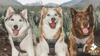 Where We've Been | Husky Squad's Update From The Serene Forest