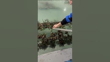 Cứ tưởng đỉa hóa ra là cá ngựa