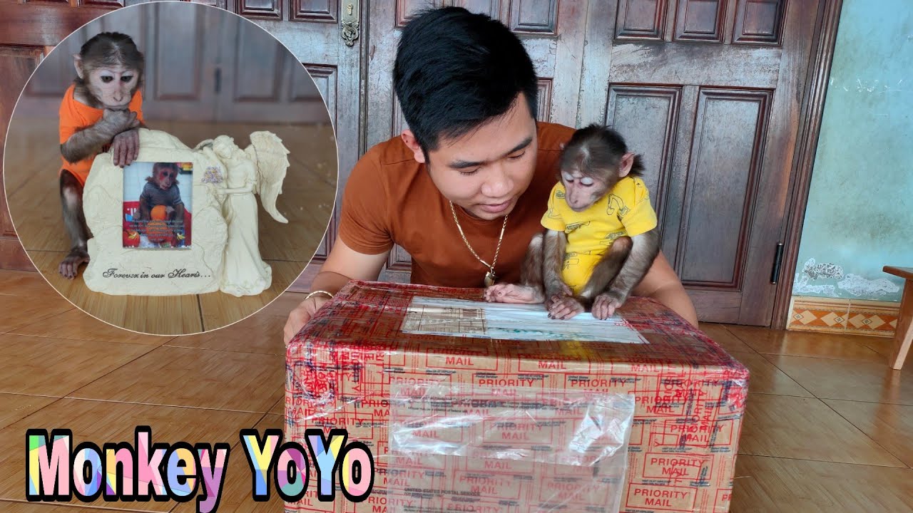 Monkey YoYo JR received the 7th gift box from MS Rachel Mendoza | Monkey Baby YoYo