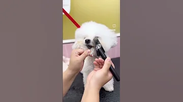머즐털 잘펴는 팁 