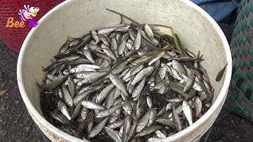 Về AN GIANG mùa nước nổi ăn đặc sản Cá Linh  I BEE TV