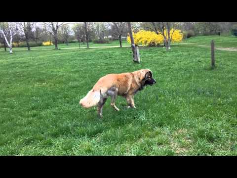 Видео: Leonberger породи кучета хипоалергенни, здраве и продължителност на живота