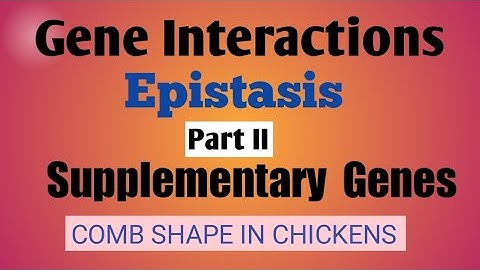 #geneinteraction.#epistasis,#supplementarygenes.Gene Interactions. Epistasis. Supplementary genes.