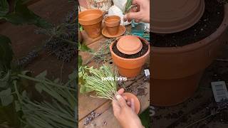 Bouturer ta lavande avec un oya de bouturage pour en avoir plein ton jardin .