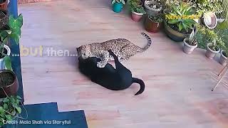 Brave dog fights off hungry Jaguar _@Globaltelevision-e6x