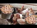 كيفية تجميع بيض الدجاج🥚🥚