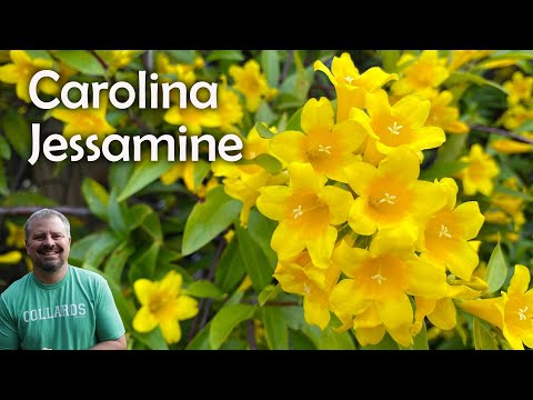 Video: Carolina Jessamine Info - Caring For Carolina Jessamine Plants