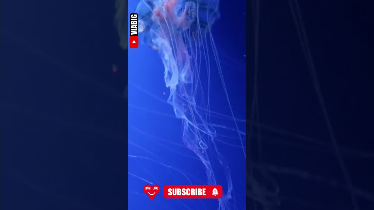 Beautiful Jellyfish in the sea... 