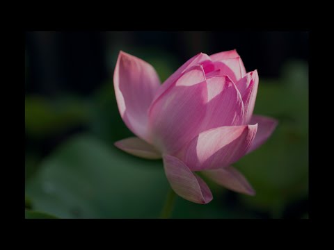 Dharma in Music: Homage to Bodhisattva Guan Shi Yin