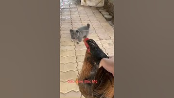 Văn Dúi solo Thần Điêu