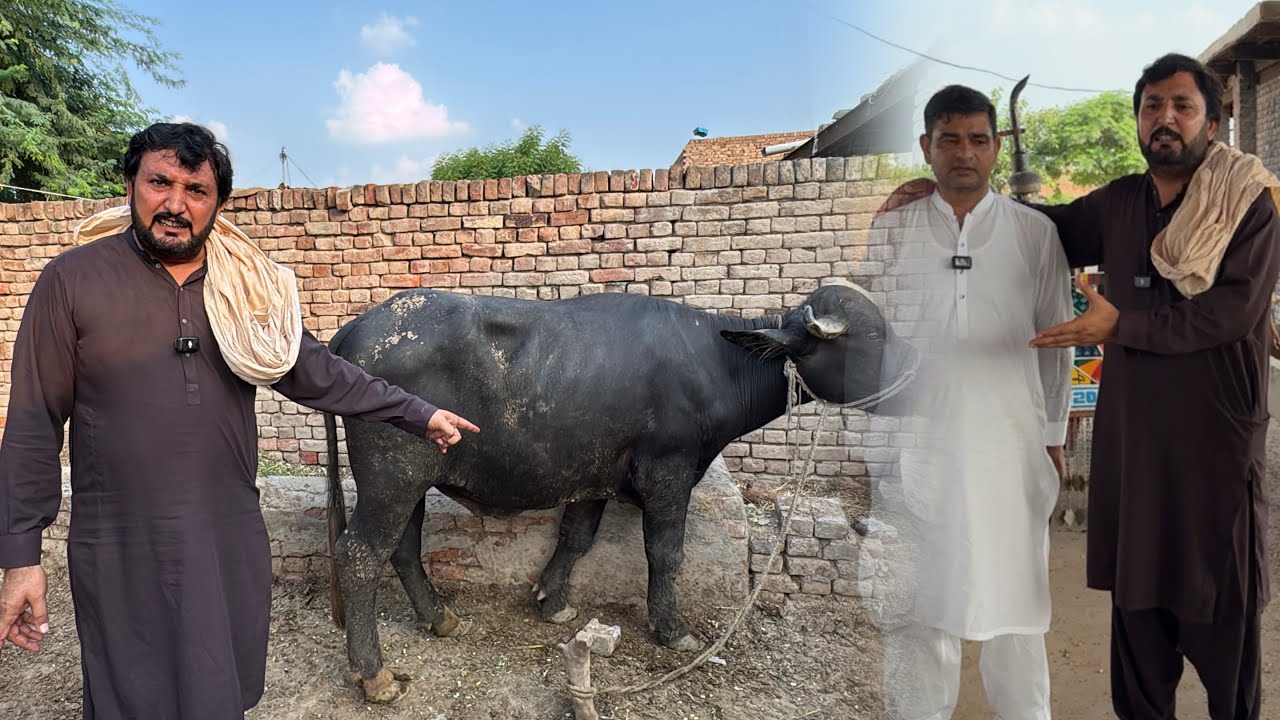 Dubai to Pakistan aa k farm banan waly nal ki hoya | Tunnel farmers nal bathak | Nawa katta laban gy