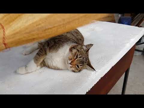 ამისთვის ეს არის ფხანვა და მაგიტიომაც არ გარბის :))))) slow motion - funny cat :)