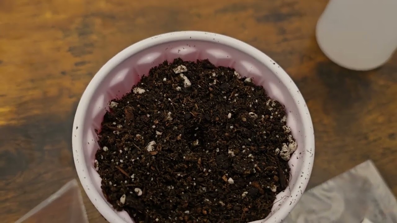 Blackberry Kush Micro Grow. (Royal King Seeds test run) Day 3