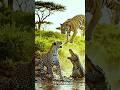 In the battle between the tiger and the crocodile #wildlife