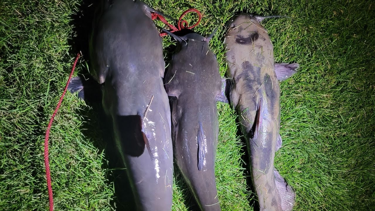 How To Catch Big Catfish Using This Fishing Rig With Live Shiner - YouTube