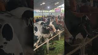 3 sapi unik setia farm di kontes appsi #sapi #setiafarm