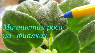 Мучнистая роса на фиалках.Как избавиться за одну обработку.