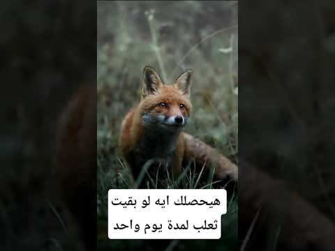 هيحصلك إيه لو بقيت ثعلب يوم واحد معلومات اكسبلور    معلومات غريبة