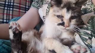 Cat shows off her toe beans while grooming by Cookie the Calico 14,057 views 1 year ago 39 seconds